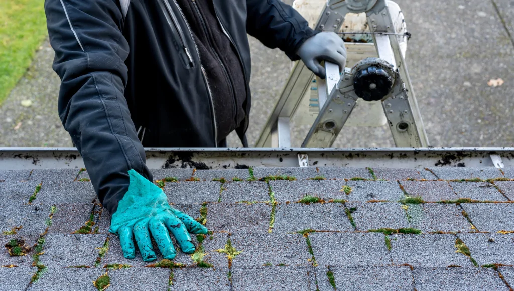 A man on a ladder wearing rubber gloves inspects a roof with moss growth.